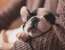 Dog Sleeping - Losing Sleep Can Hurt