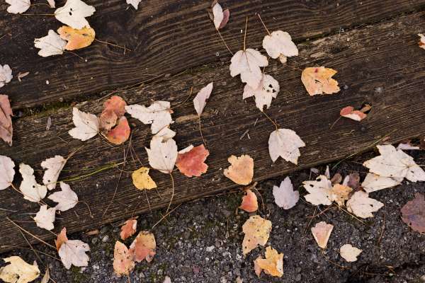 Picture of leaves